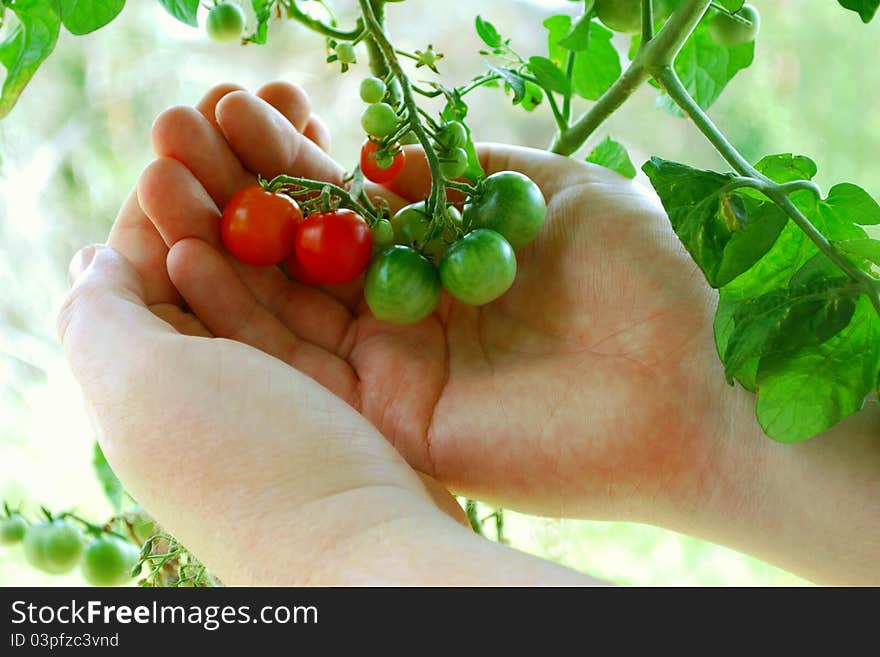 These Tiny Tim tomatoes (scientific name: solanum lycopersicum) are ripening. The different colours create a nice pattern. These Tiny Tim tomatoes (scientific name: solanum lycopersicum) are ripening. The different colours create a nice pattern.