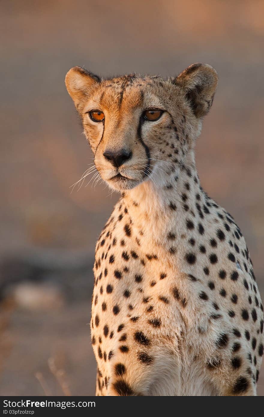 Cheetah portrait