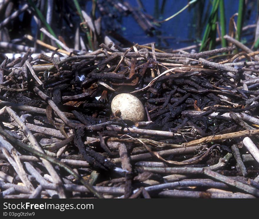 A waterfowl nest with a single egg hidden along the shore of a marsh at Upper Klamath Lake, Oregon. A waterfowl nest with a single egg hidden along the shore of a marsh at Upper Klamath Lake, Oregon.