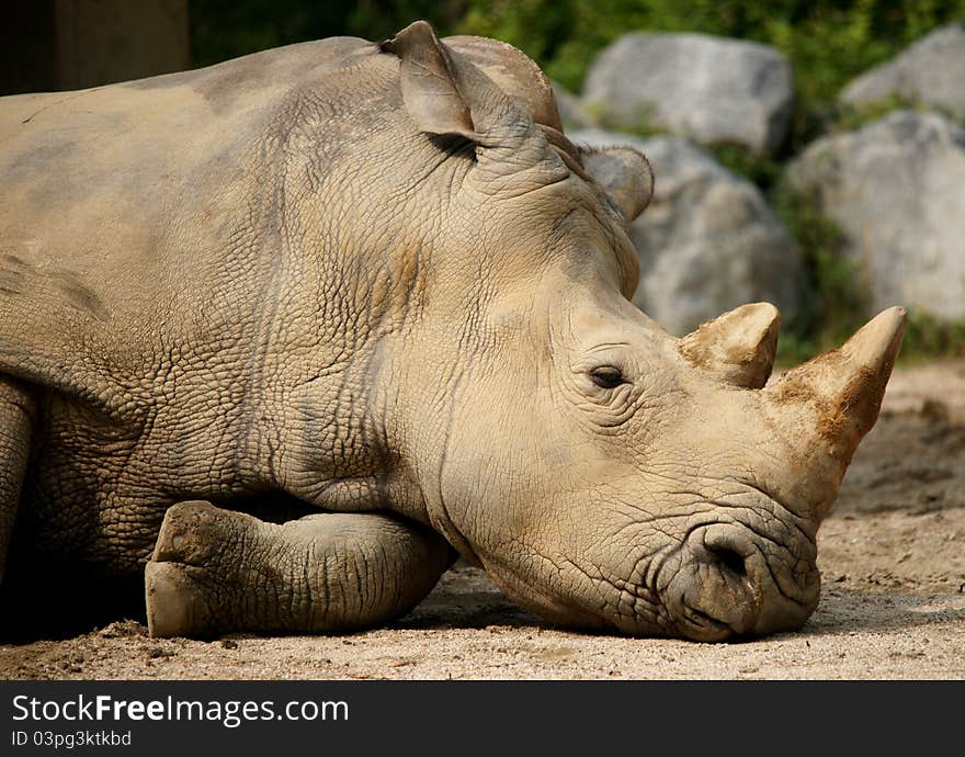 Head shot of sleeping rhinoceros