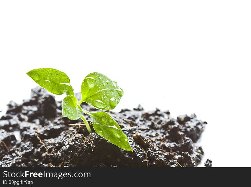 Little green seedlings