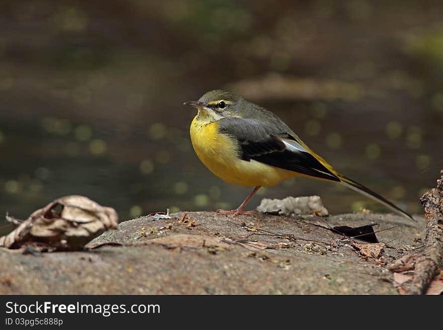 Grey Wagtail is migratory bird in nature of Thailand