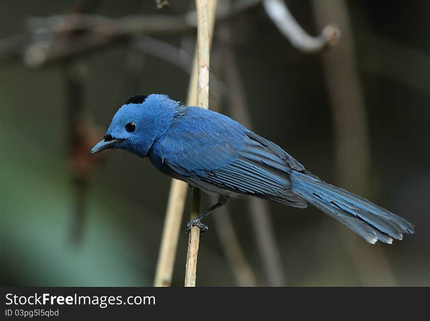 Black-naped Monarch is bird in nature of Thailand. Black-naped Monarch is bird in nature of Thailand