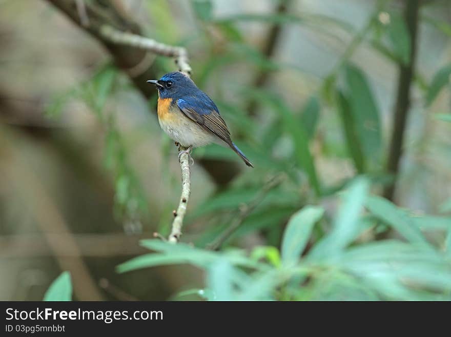 Chinese Blue Flycatcher is migratory bird in nature of Thailand