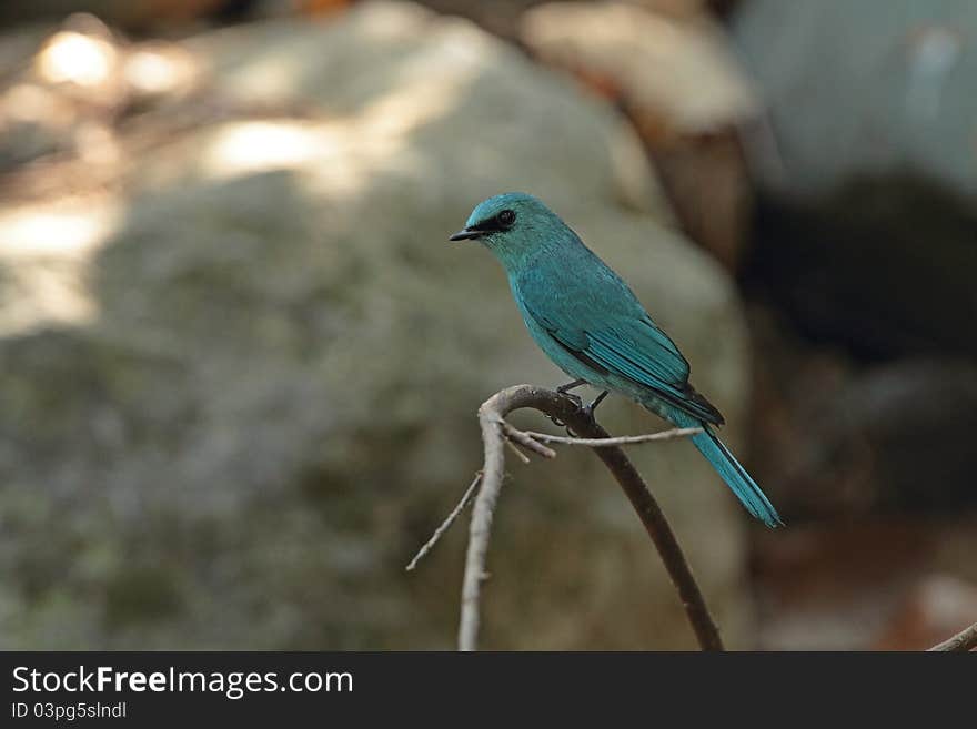 Verditer Flycatcher is migratory bird in nature of Thailand. Verditer Flycatcher is migratory bird in nature of Thailand