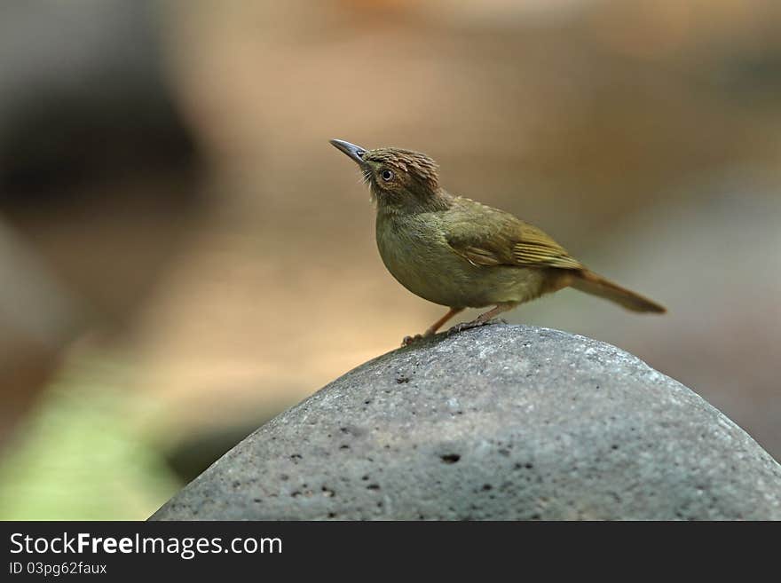 Grey-eyed Bulbul is bird in nature of Thailand