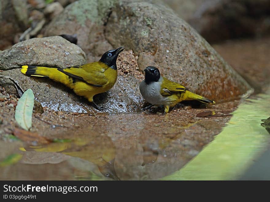 Black-headed Bulbul