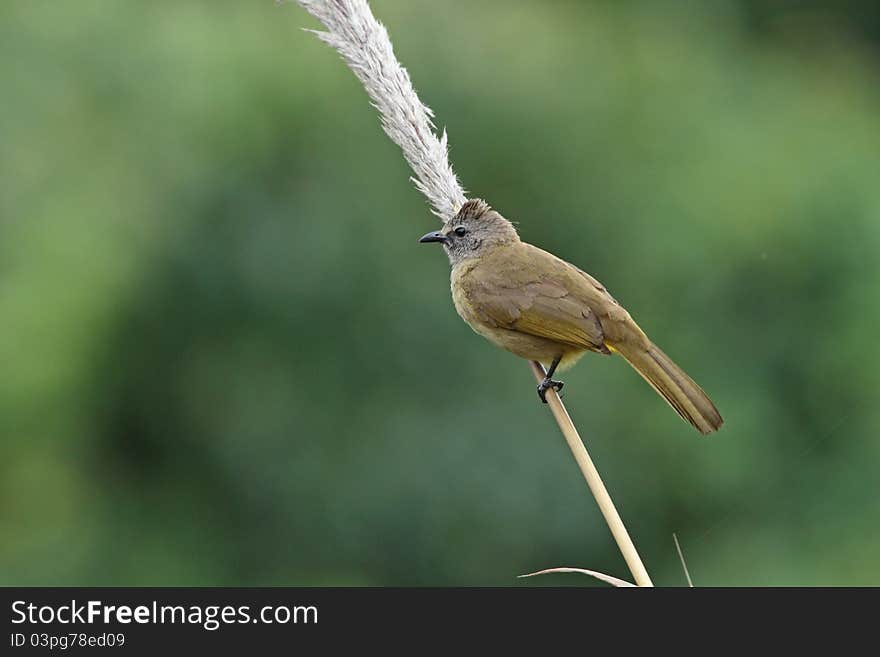 Flavalescent Bulbul is bird in forest of Thailand