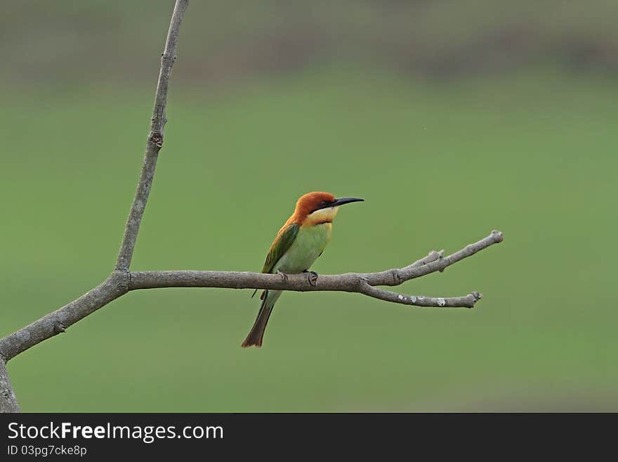 Chestnut-headed Bee-eater is bird in nature of Thailand