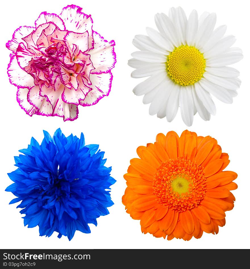 Set of colorful flowers isolated on a white background