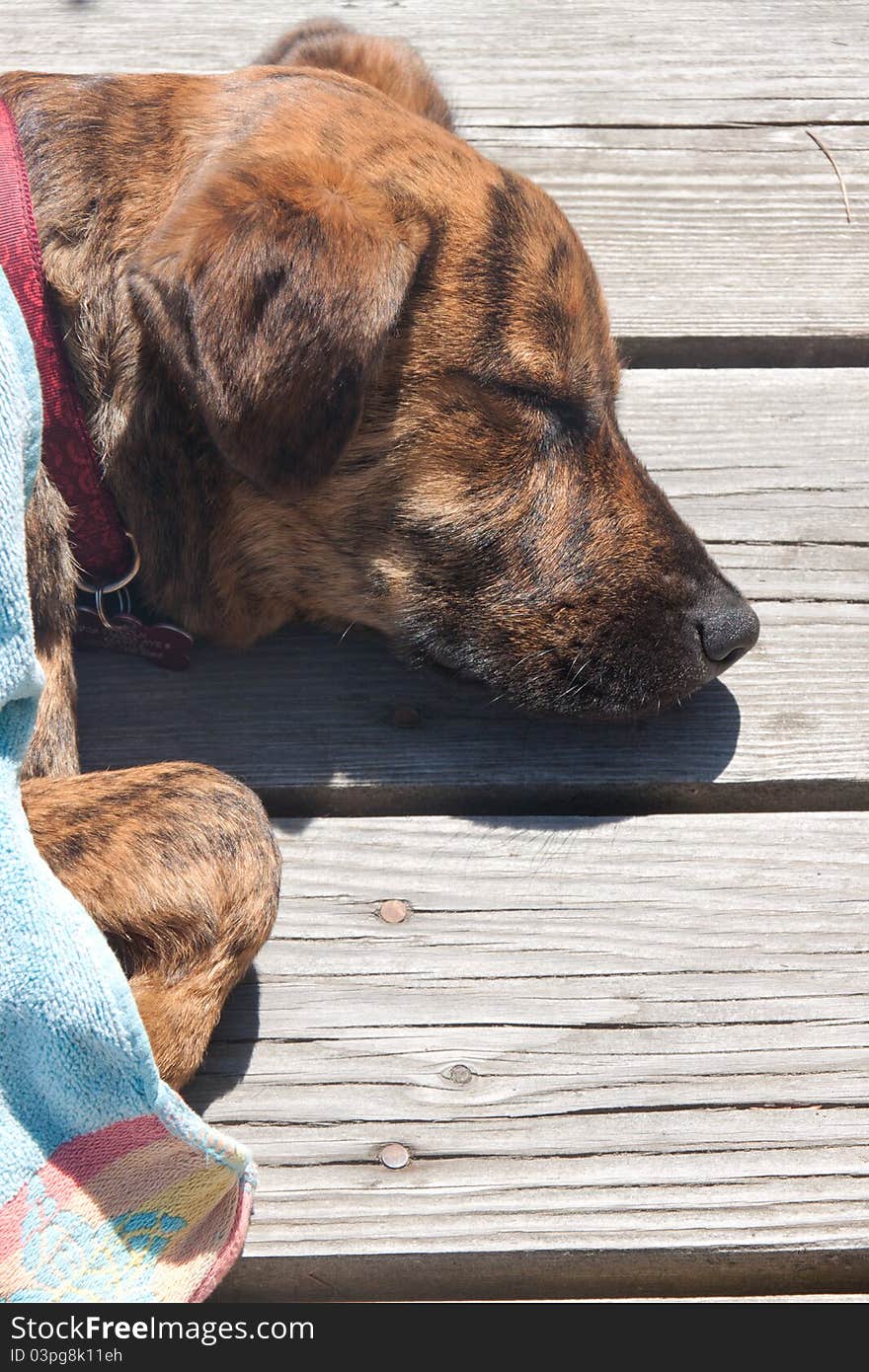 A dog wrapped in a towel