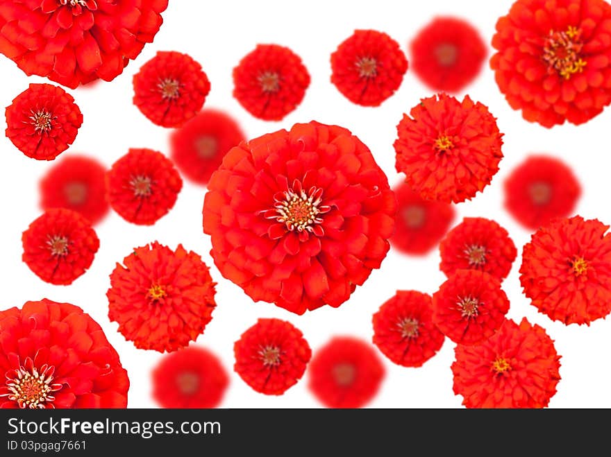 A red flower abstract background. A red flower abstract background.