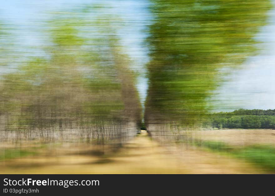 Blurred Trees