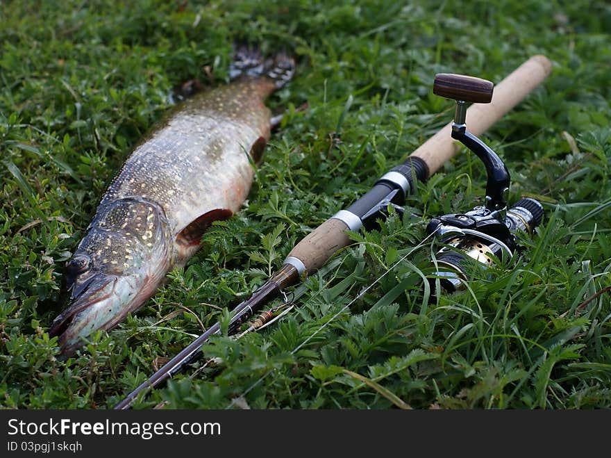 Photo of fish and fishing rod on  the grass. Photo of fish and fishing rod on  the grass