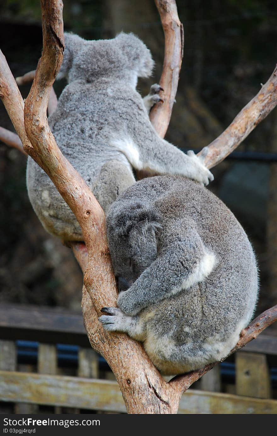 Australian Koala Bears Resting Ina Tree