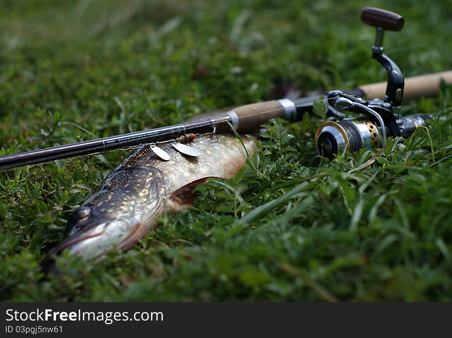 Fish and fishing rod on the grass