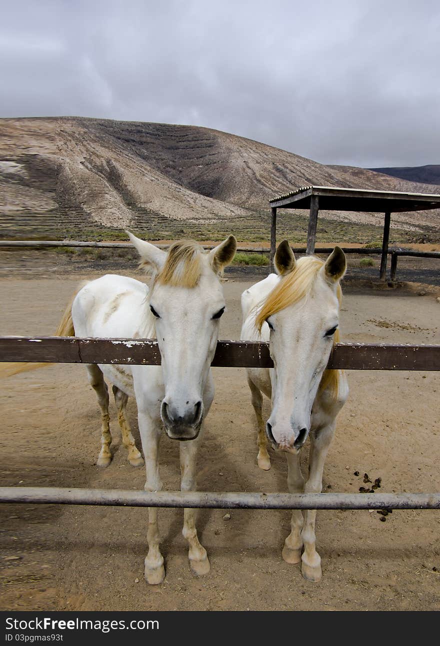 White horse