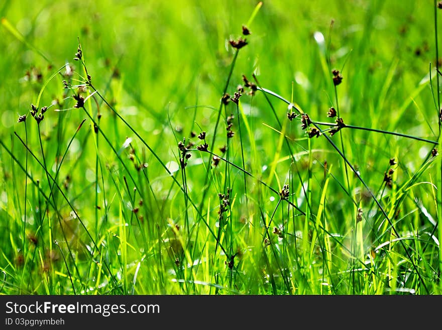 Drops Of Dew On A Green Grass