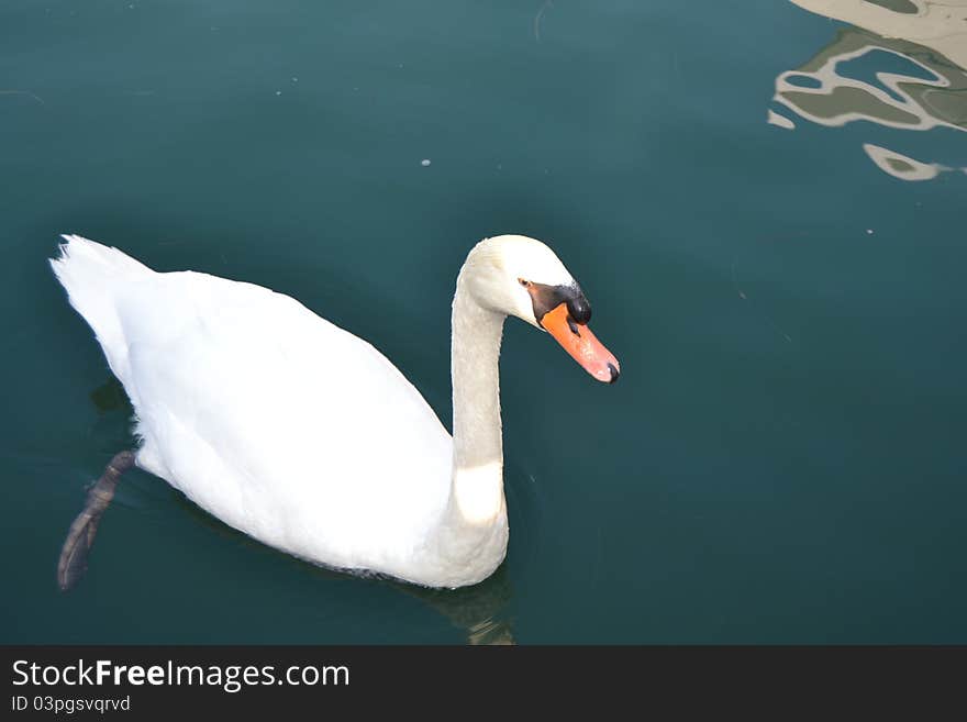 Swan swimming