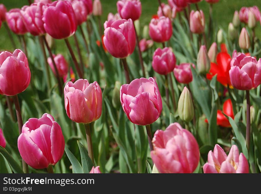 April Red Tulips in Istanbul