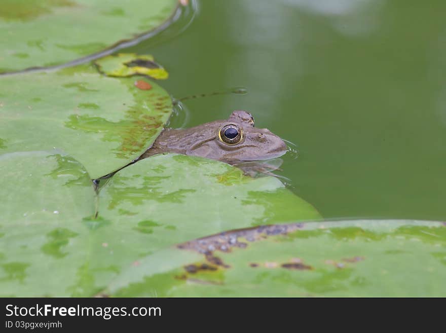 Toad in the pool