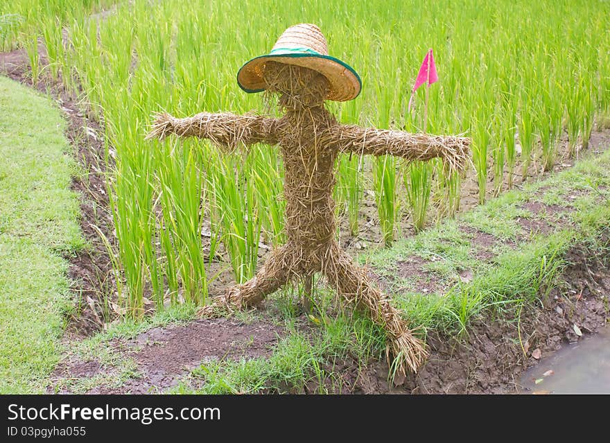 Thai scarecrow In The Field