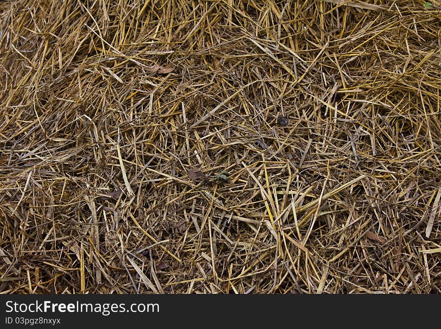 Straw texture background in farm