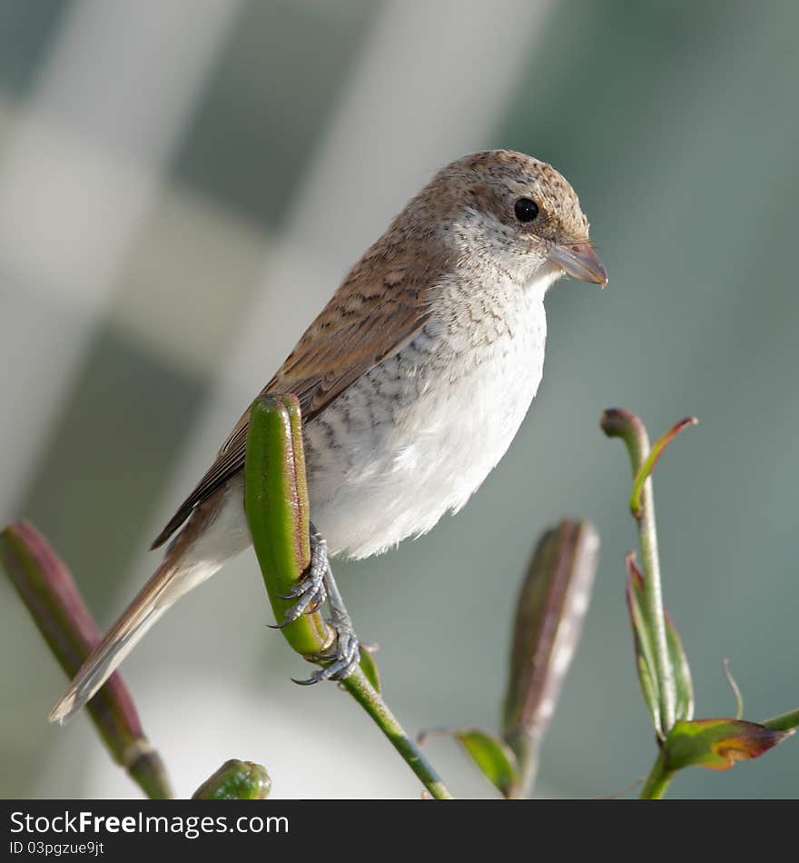 Shrike female close up