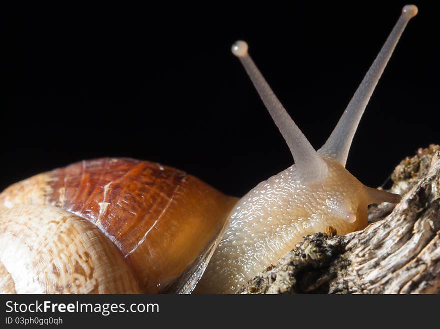 A beautiful snail in all its glory. A beautiful snail in all its glory