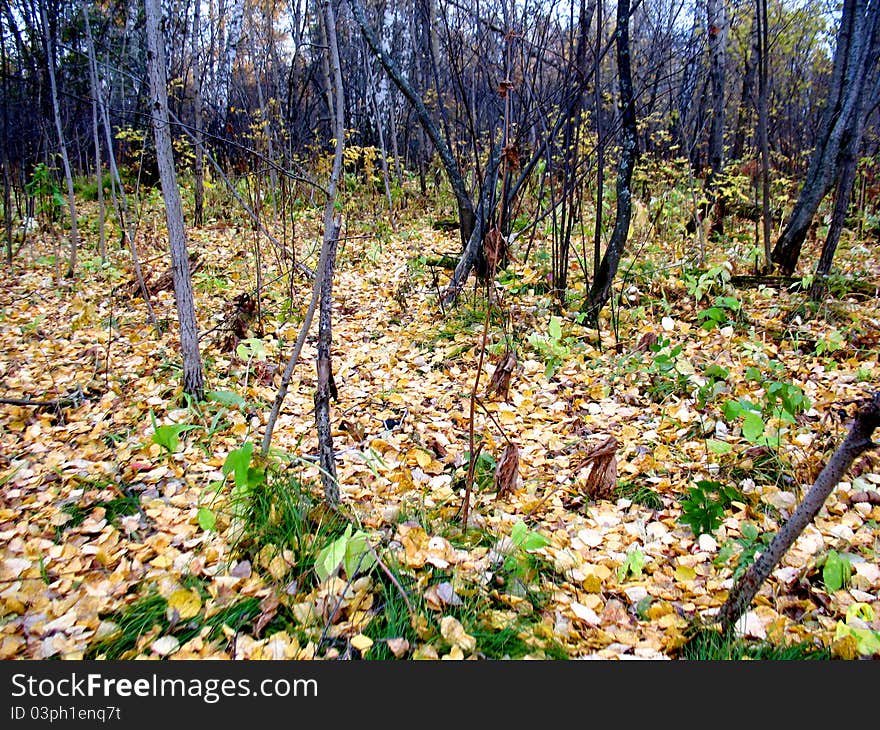 There are autumn trees and yellow leaves in a forest. There are autumn trees and yellow leaves in a forest