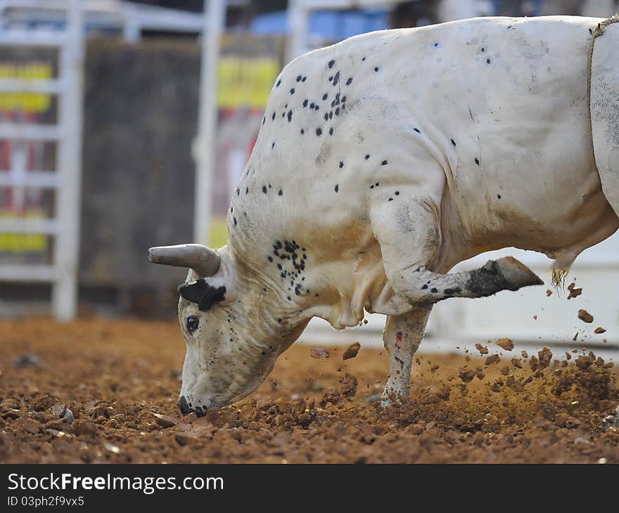 Image of a bull getting ready to charge. Image of a bull getting ready to charge