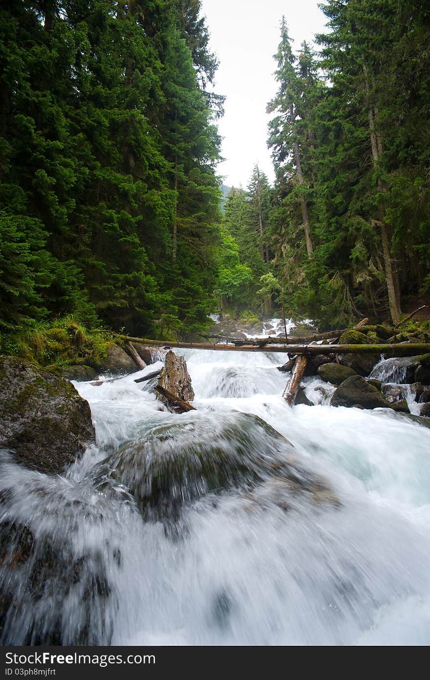 Falls in wood, the mountain river