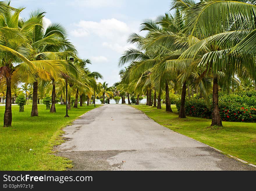 Road In Tropical Garden