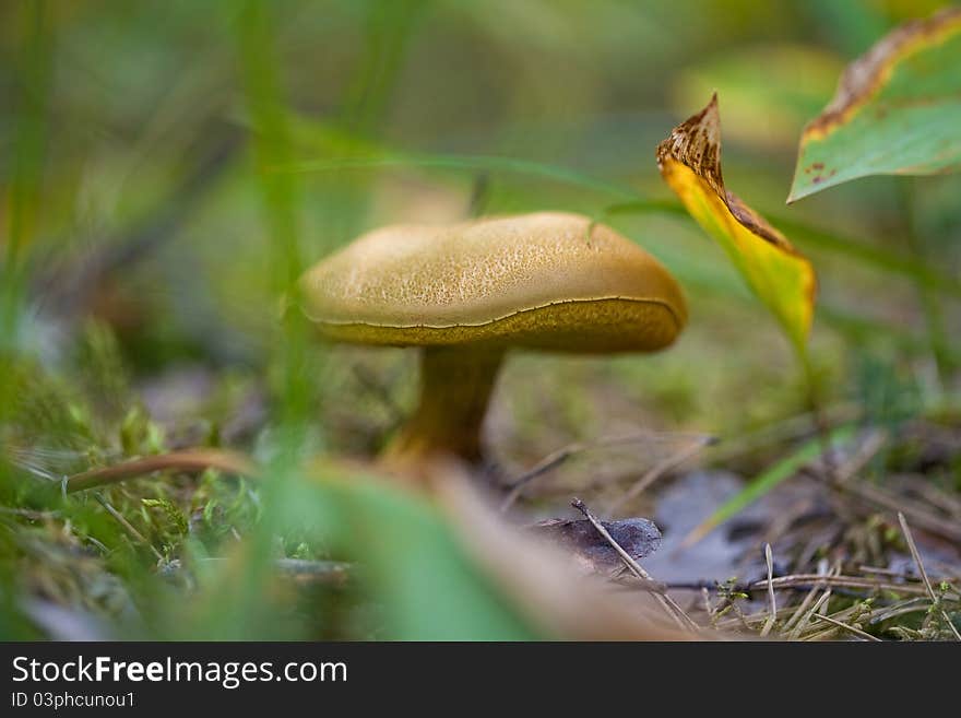 Macro shot of a Brown Boletus in forest.