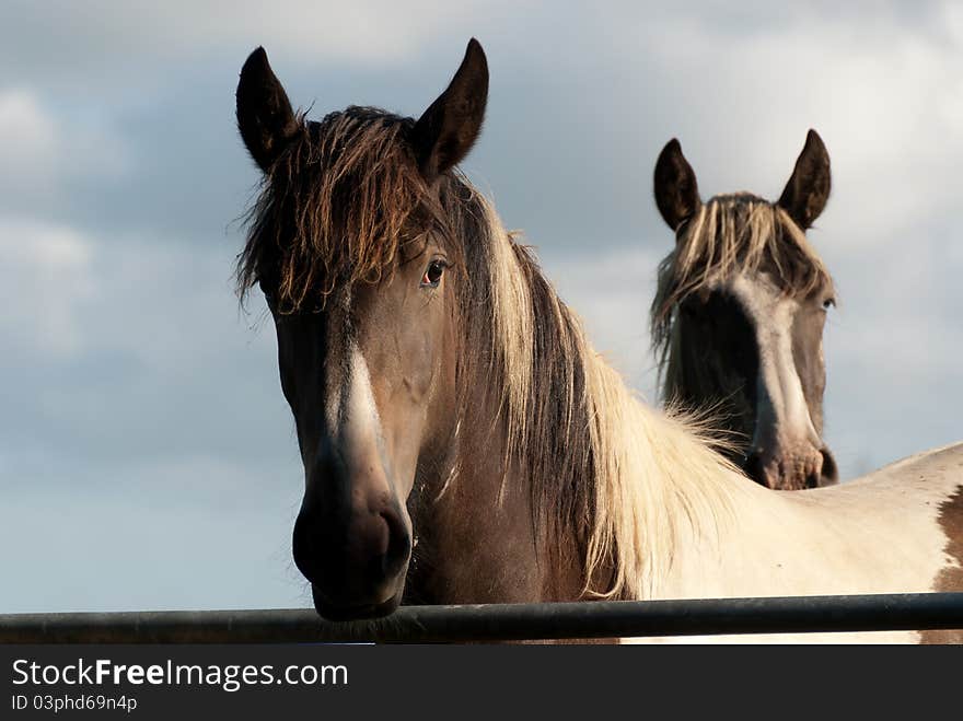 Horses in Cornwall