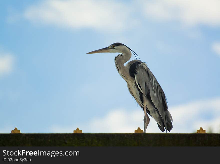 Exotic bird standing