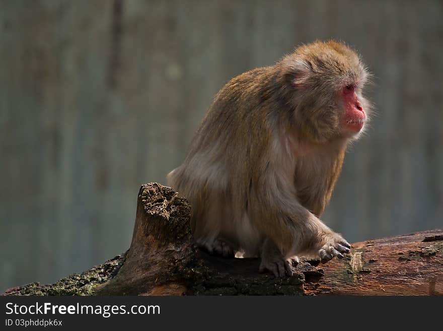 Japanese macaque sitting in the zoo