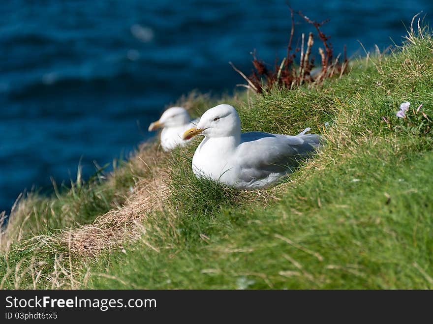 Seagulls in Port Isaac