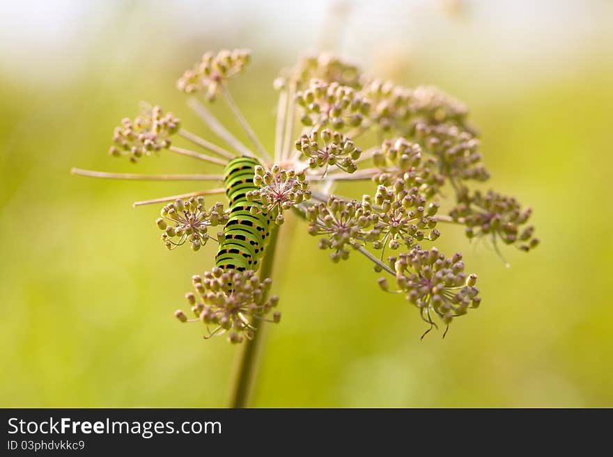 The swallowtail caterpillar on the flower in sunse