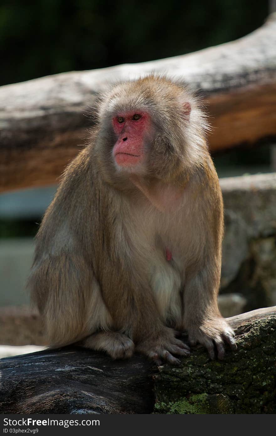 Japanese macaque sitting