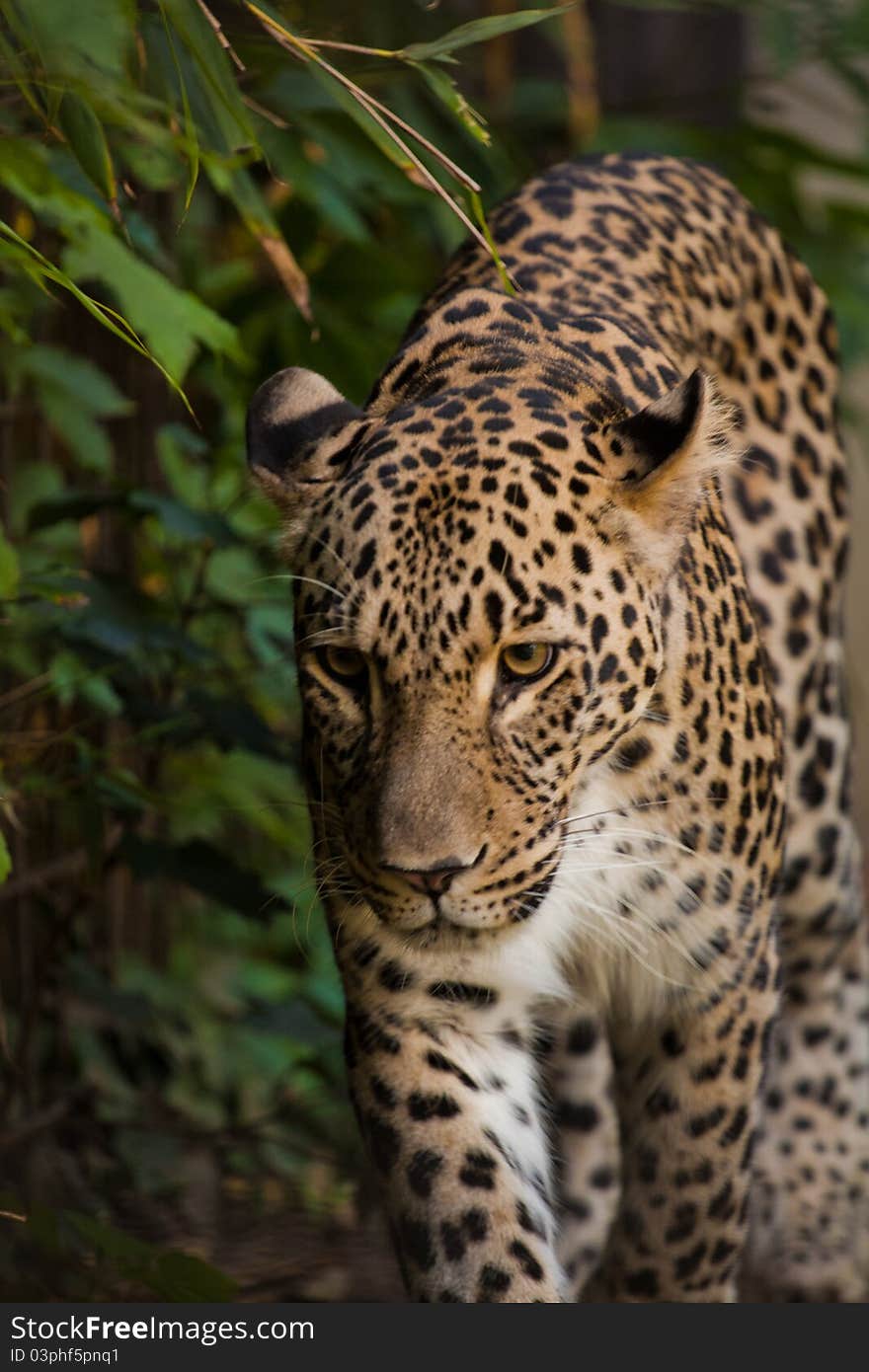 Leopard walking in greens in the zoo