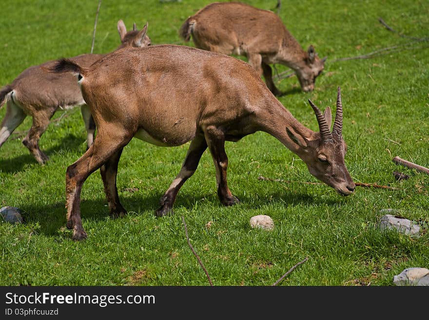 Alpine Ibex eating grass