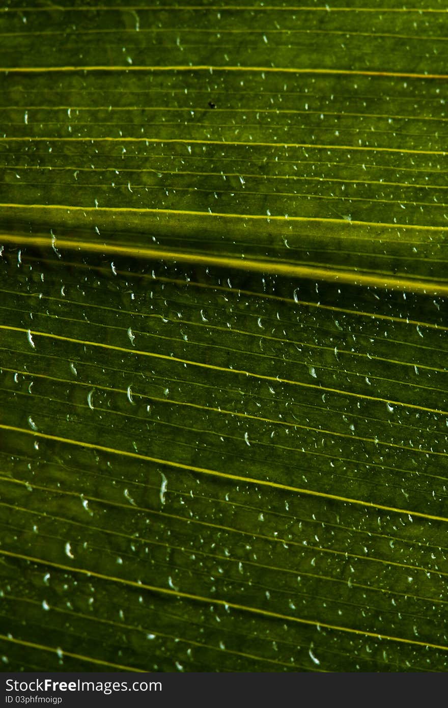 Water drops on green leaf