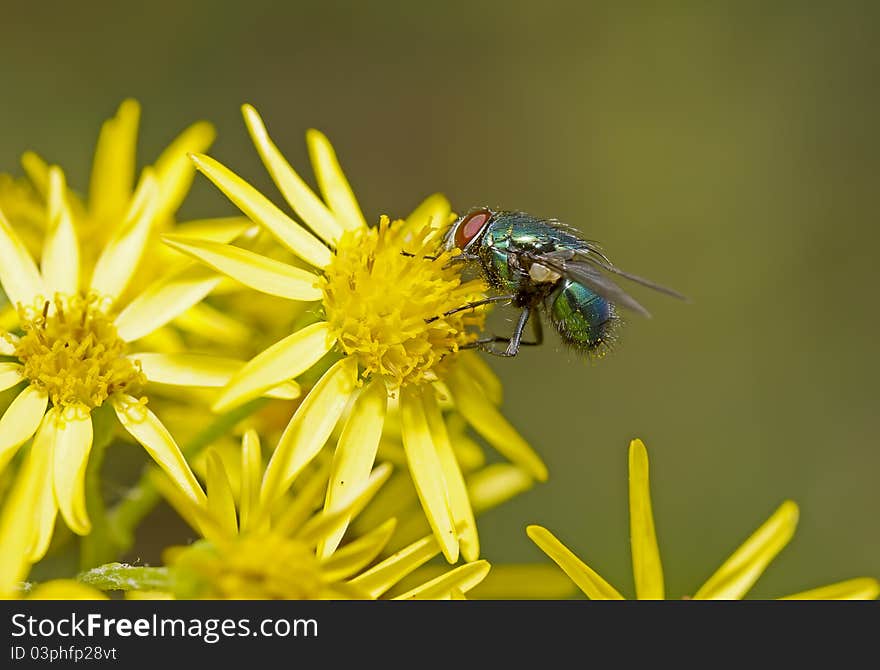 Green fly on yellow flowers