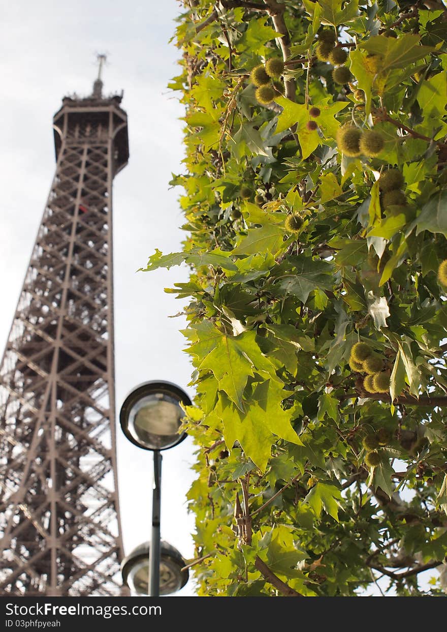 Eiffel Tower and tree