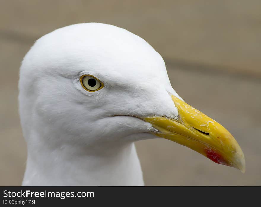 Herring Gull head large gull species closeup