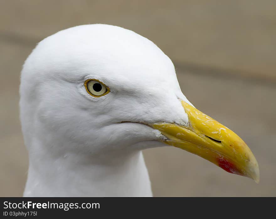 Herring Gull