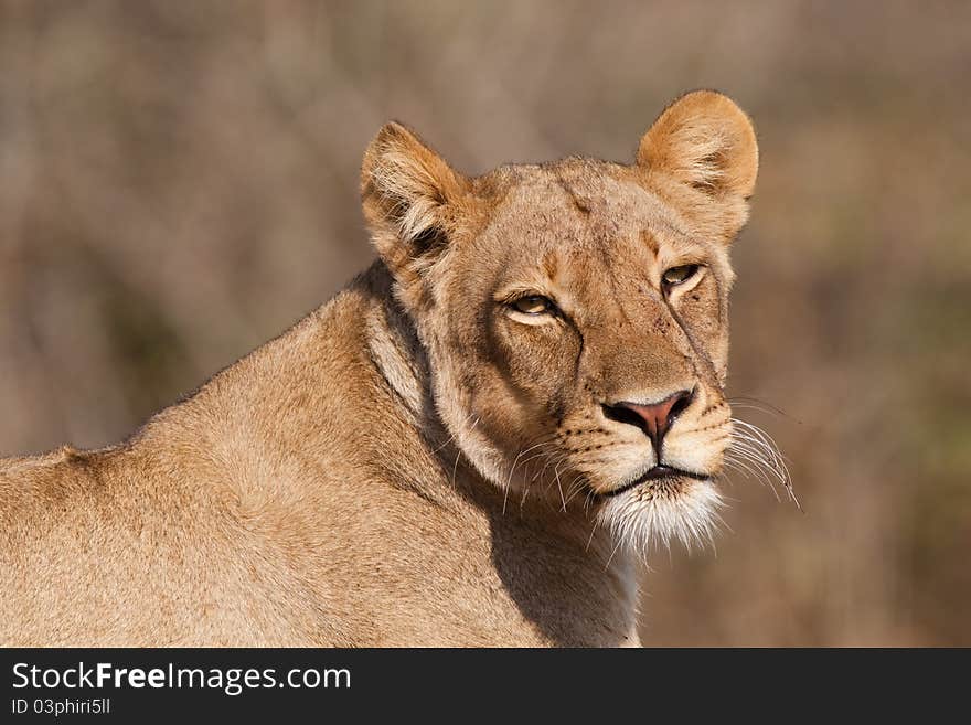 Lioness portrait