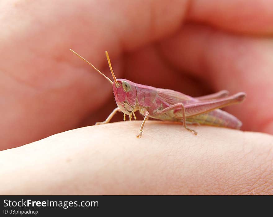 Pink Grasshopper on the opened palm. Close-up