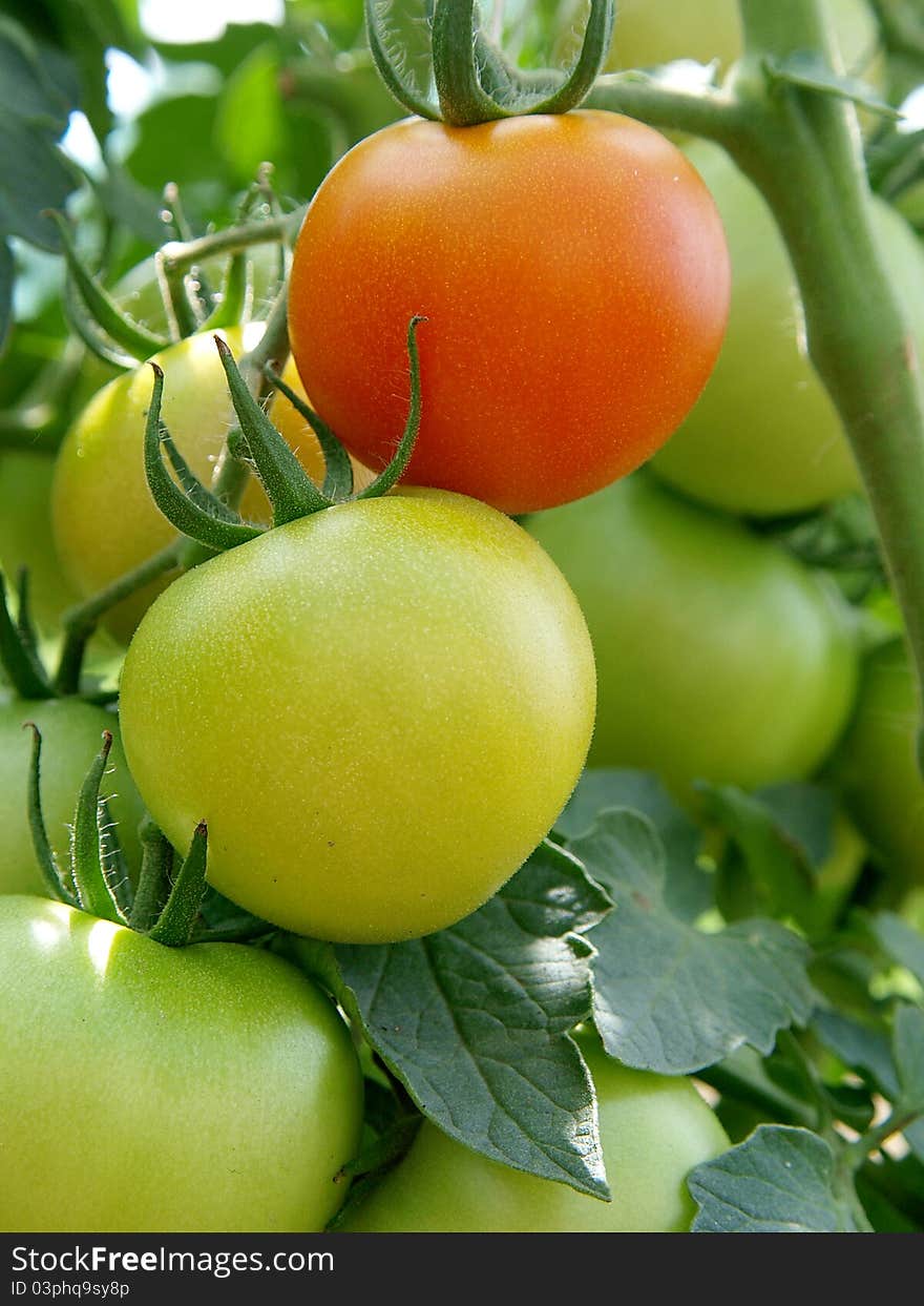 Red and Green Tomatoes